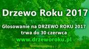 Zagłosuj na dąb rosnący w sąsiedztwie leśniczówki Lipnik walczący o tytuł "Drzewa Roku" w konkursie Klubu Gaja