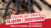 Wystawa "Fascynujący świat pająków i skorpionów" w Szczytnie