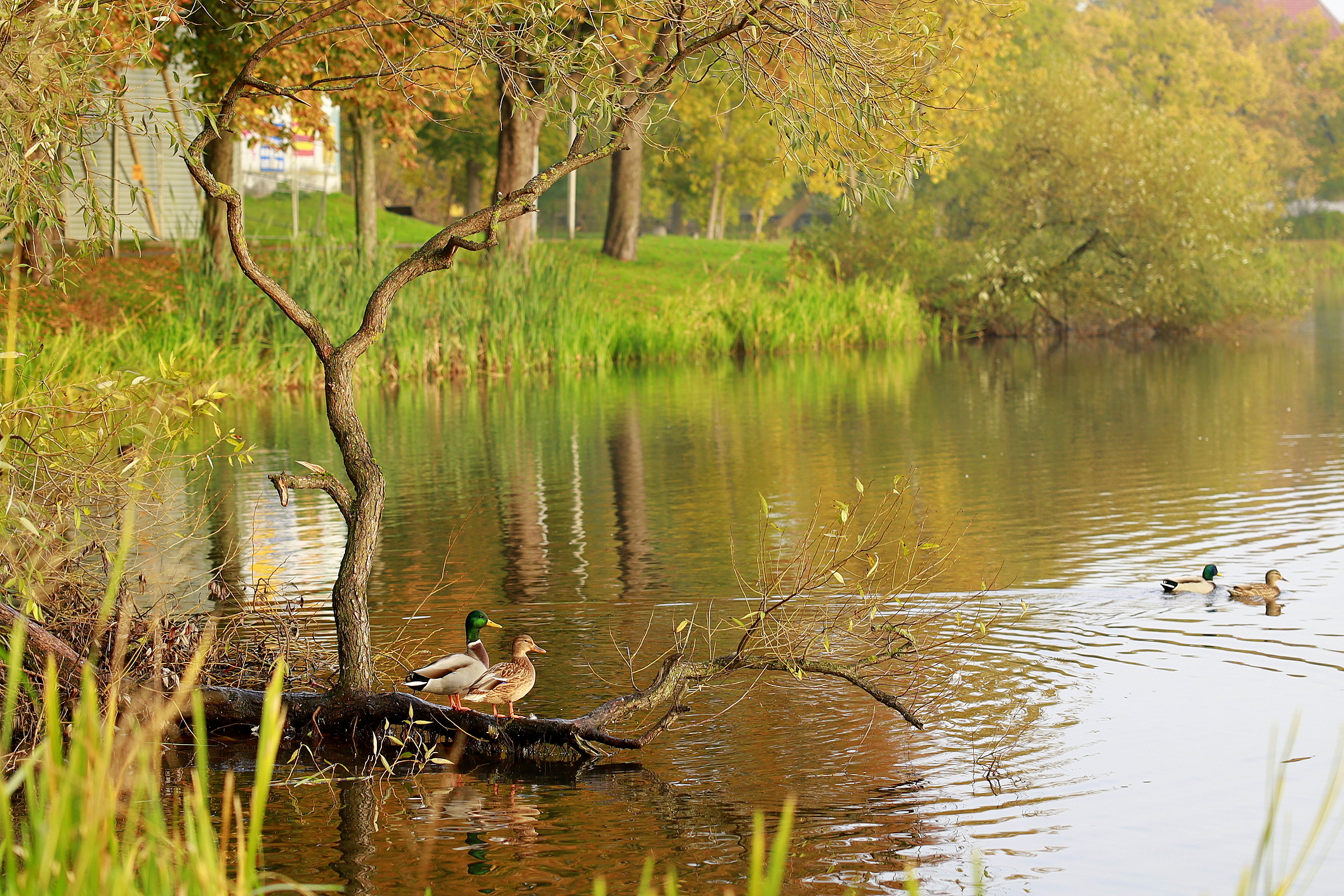 Zdjęcia przedstawiają jesień w parku nad Jeziorem Domowym Małym w Szczytnie