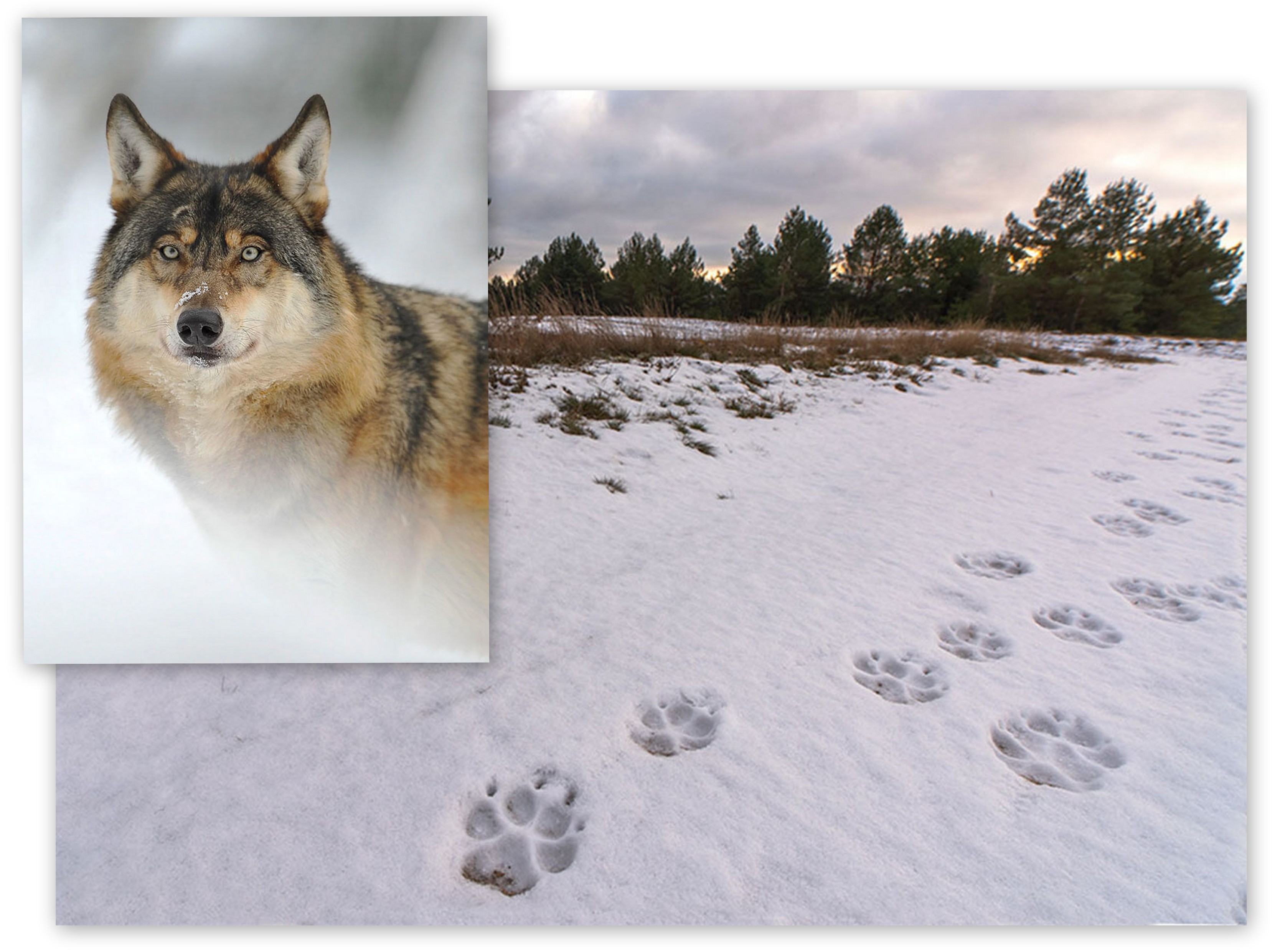 Trop wilka odciśnięty na śniegu. Fot. Hubert Jasionowski