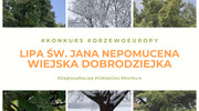 Ruszyło głosowanie na Europejskie Drzewo Roku 2021. Polskę reprezentuje Lipa św. Jana Nepomucena z Dulczy Wielkiej