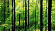 Zawiadomienie o wyłożeniu do publicznego wglądu projektu uproszczonego planu urządzenia lasu dla lasów będących własnością osób fizycznych i wspólnot gruntowych