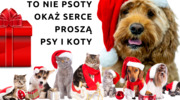 Świąteczna zbiórka dla zwierząt ze Schroniska "Cztery Łapy" w Szczytnie! 