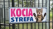 Kocia strefa