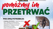 Zimowe obowiązku osób będących właścicielami zwierząt domowych